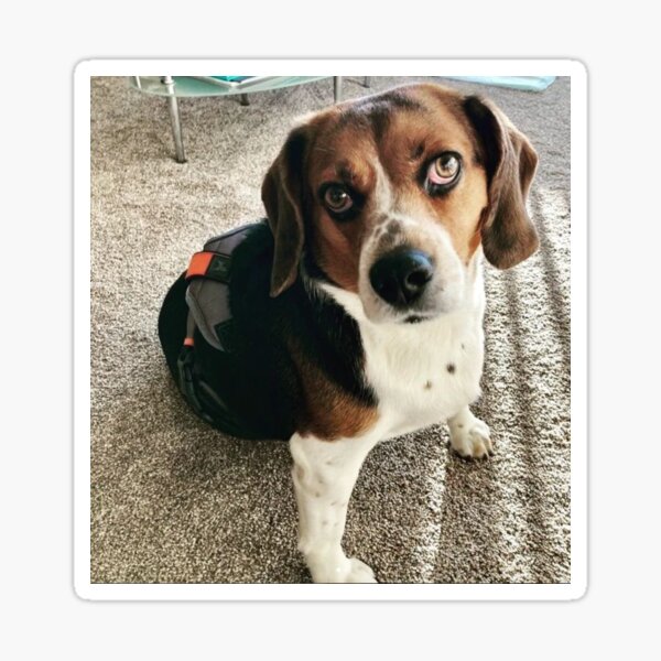 Item preview, Blue beagle dog designed and sold by Masatitostores.
