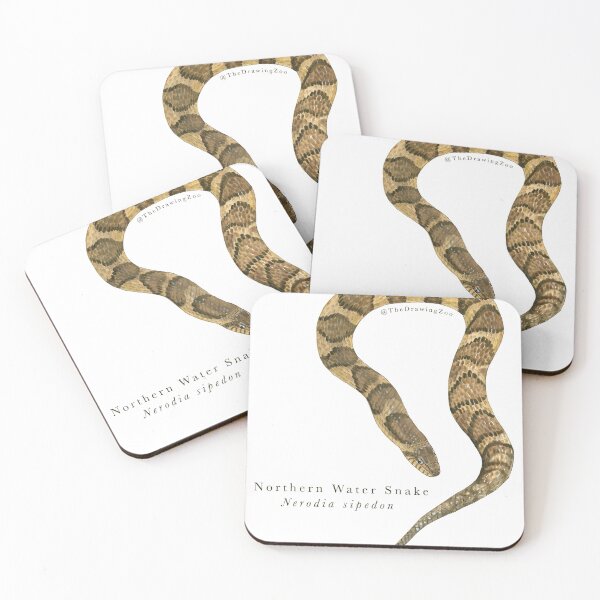 Item preview, Northern Water Snake Sticker designed and sold by TheDrawingZoo.