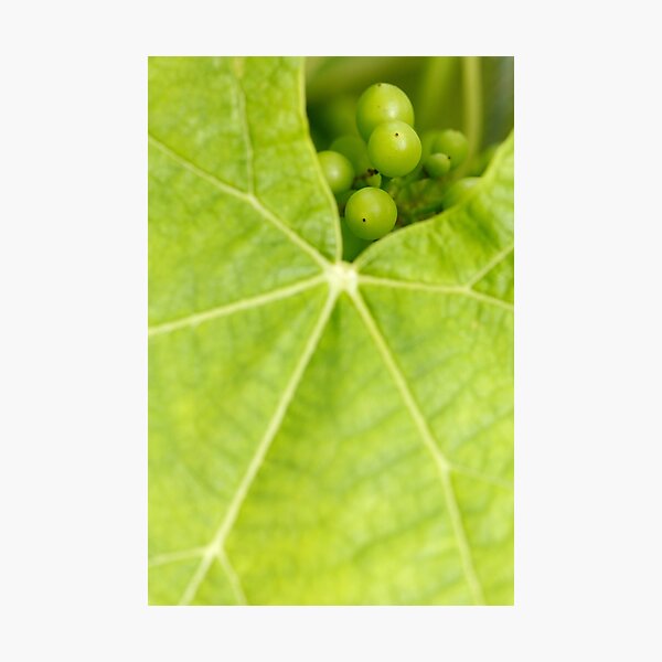 Item preview, Maturing wine grapes designed and sold by Gaspar Avila.