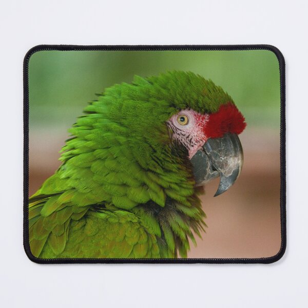 Item preview, Vibrant Macaw Parrot in Profile View designed and sold by rawshutterbug.