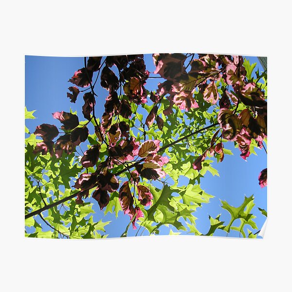 Leaves Poster