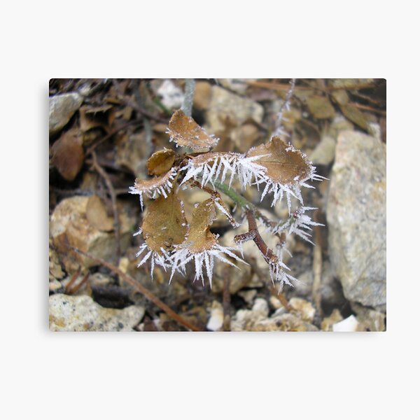 Pogo Flytrap Metal Print
