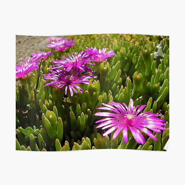 Metal Petals Poster
