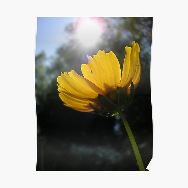 Sun Flower Poster