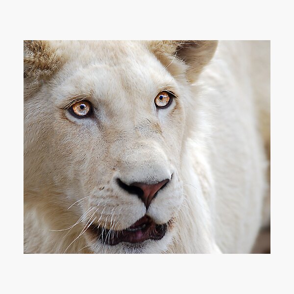 Fiery Spirit Photographic Print