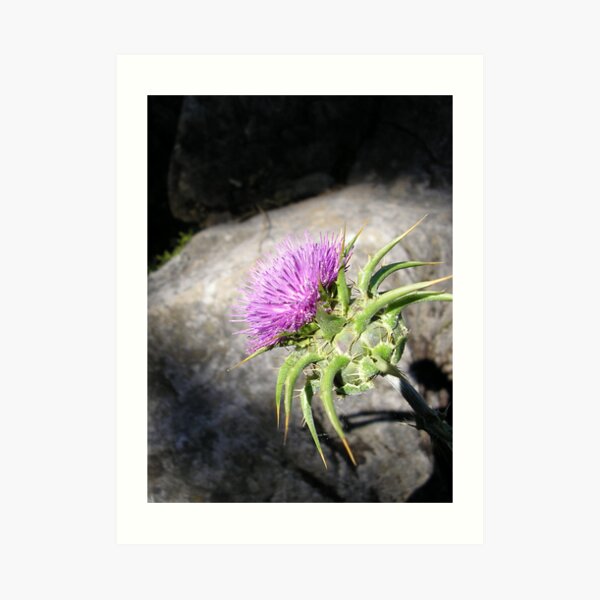 Thistle Art Print