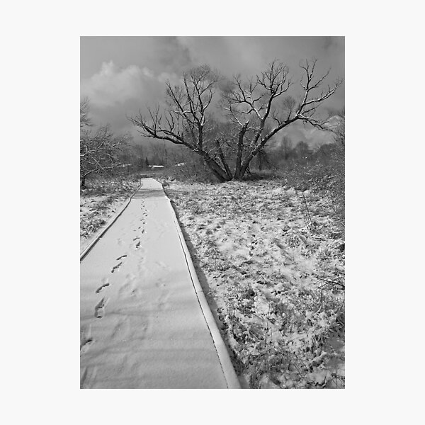 Path Photographic Print