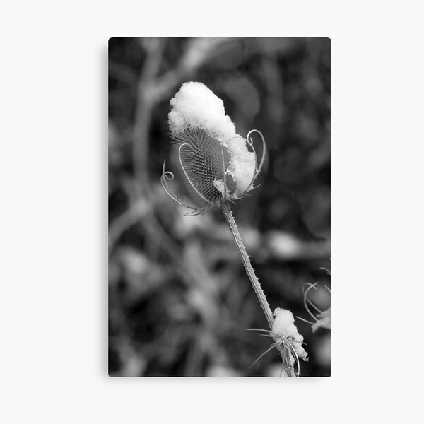 Snowflower Canvas Print