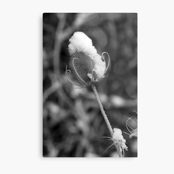 Snowflower Metal Print
