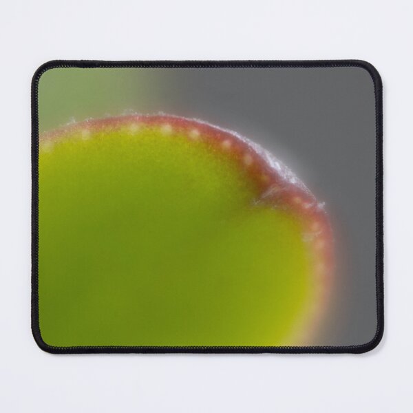 Item preview, Money tree designed and sold by Calidris Fotografie Steffi & Ben Köppler.