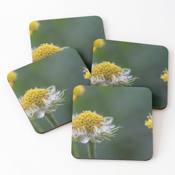 Item preview, The flower has finished flowering designed and sold by Calidris Fotografie Steffi & Ben Köppler.