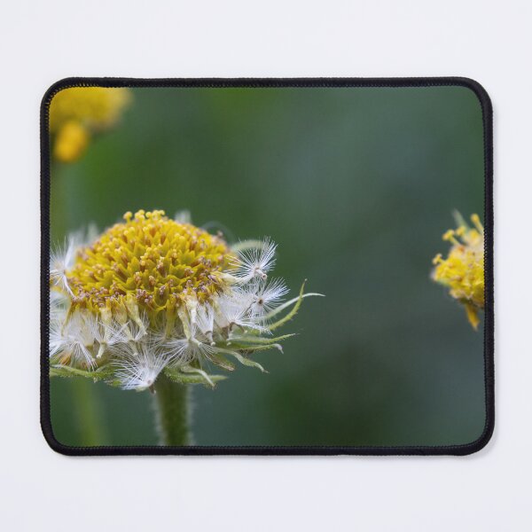 Item preview, The flower has finished flowering designed and sold by Calidris Fotografie Steffi & Ben Köppler.