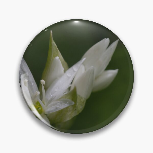 Item preview, wood garlic designed and sold by Calidris Fotografie Steffi & Ben Köppler.