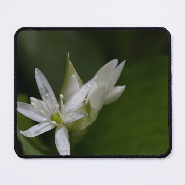 Item preview, wood garlic designed and sold by Calidris Fotografie Steffi & Ben Köppler.