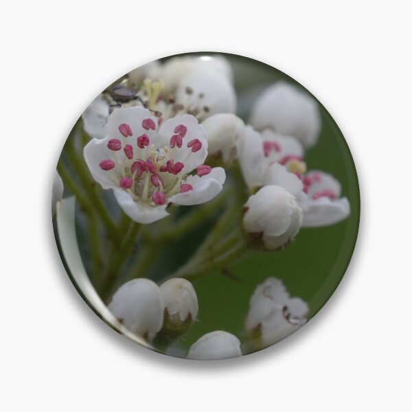 Item preview, Aronia blossom designed and sold by Calidris Fotografie Steffi & Ben Köppler.