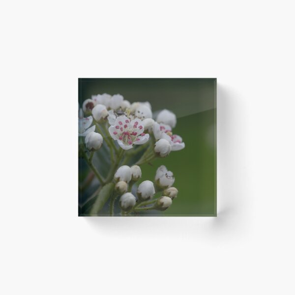 Item preview, Aronia blossom designed and sold by Calidris Fotografie Steffi & Ben Köppler.