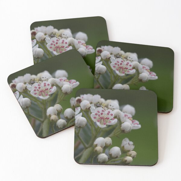 Item preview, Aronia blossom designed and sold by Calidris Fotografie Steffi & Ben Köppler.