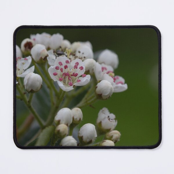 Item preview, Aronia blossom designed and sold by Calidris Fotografie Steffi & Ben Köppler.