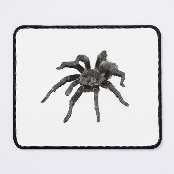Item preview, Black Spider Migala designed and sold by HenryLt4.