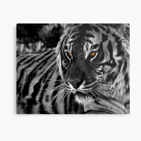 Tiger Eyes II Metal Print