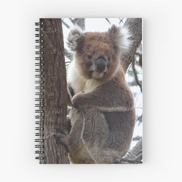Item preview, Koala Snuggled In A Tree - Australia designed and sold by exploramum.