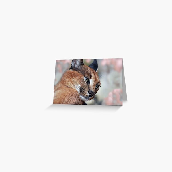 Cougar Greeting Card