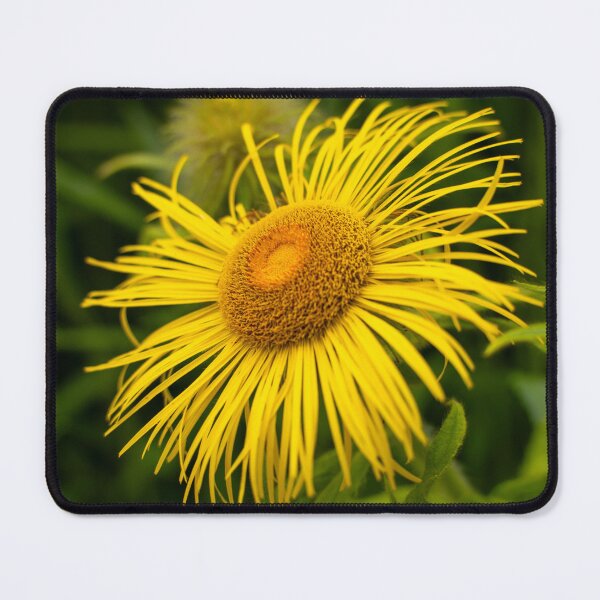 Item preview, Beautiful Large Yellow Daisy Flower Closeup designed and sold by Harmony Of The Mind.
