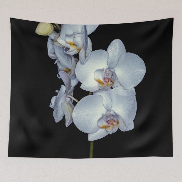 Item preview, Orchid Beauty designed and sold by Tom McPherson Photography.