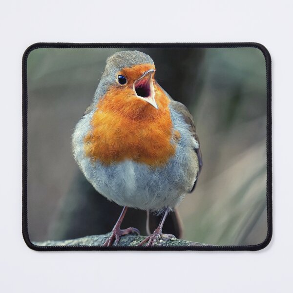 Item preview, Robin if Full Voice designed and sold by Tom McPherson Photography.
