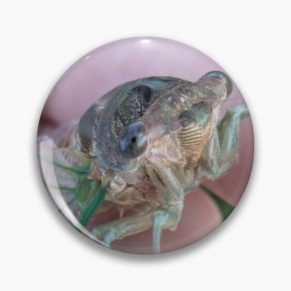 Item preview, Cicada photo designed and sold by BeeTheDragon-1.