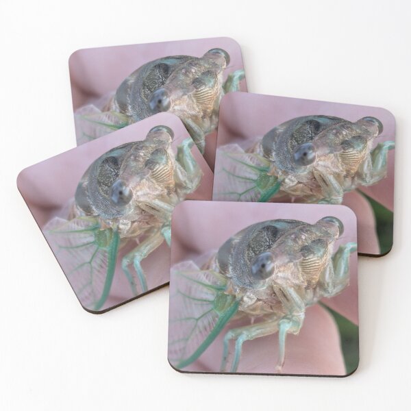 Item preview, Cicada photo designed and sold by BeeTheDragon-1.