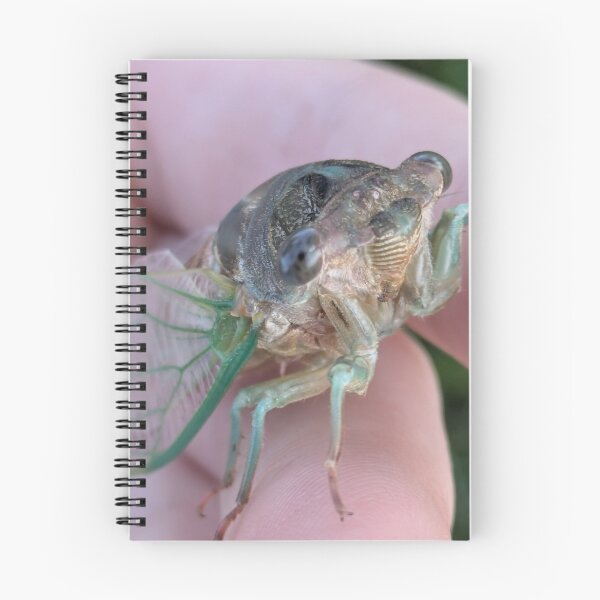 Item preview, Cicada photo designed and sold by BeeTheDragon-1.