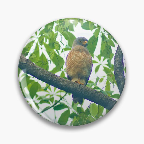 Item preview, Ala Roadside Hawk designed and sold by pcfyi.