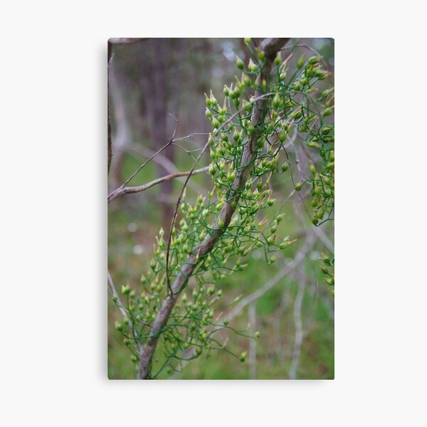 Item preview, Bridal Veil, Drosera stolonifera designed and sold by lezvee.
