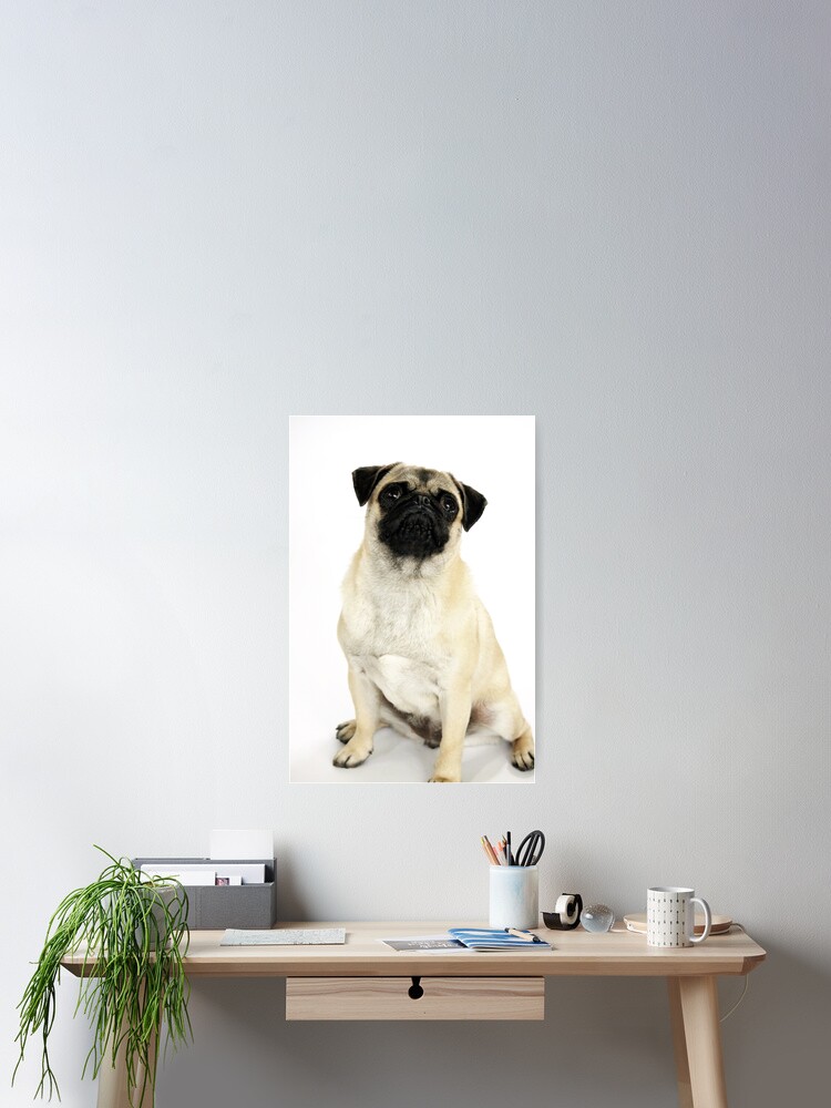 Thumbnail 2 of 3, Poster, Pug.2 designed and sold by GuGeZo99.