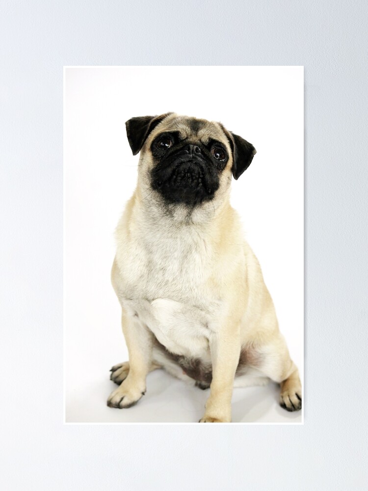Thumbnail 1 of 3, Poster, Pug.2 designed and sold by GuGeZo99.