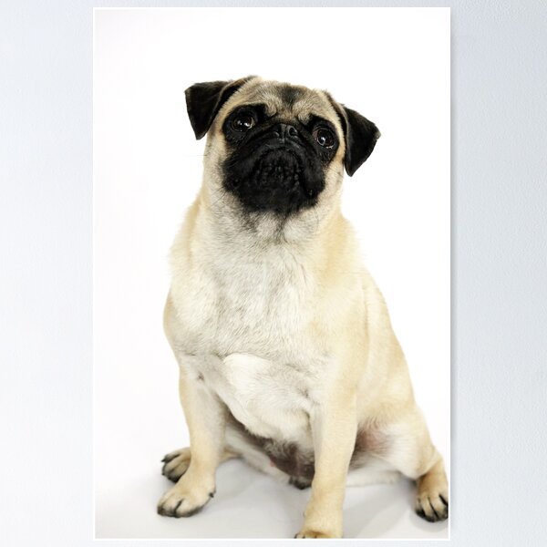 Item preview, Pug.2 designed and sold by GuGeZo99.