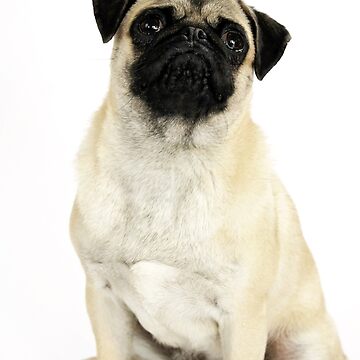 Artwork thumbnail, Pug.2 by GuGeZo99