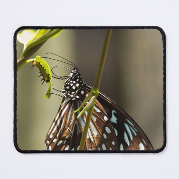 Item preview, Blue Tiger Butterfly and Caterpillar designed and sold by Stingray.
