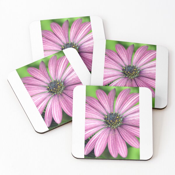 Item preview, Daisy designed and sold by Stingray.