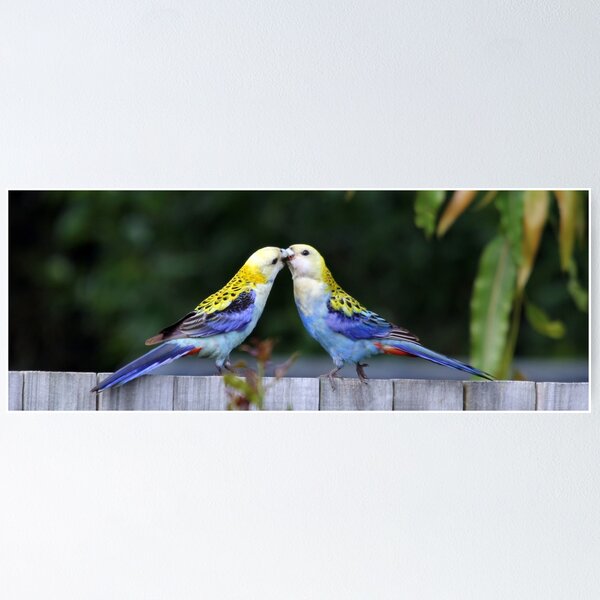 Artikelvorschau, Pale-headed Rosella's feeding entworfen und verkauft von Stingray.