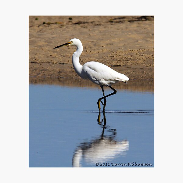Item preview, Little Egret Reflects designed and sold by Stingray.