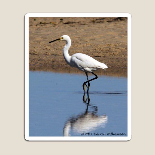 Aperçu de l'œuvre Little Egret Reflects créée et vendue par Stingray.