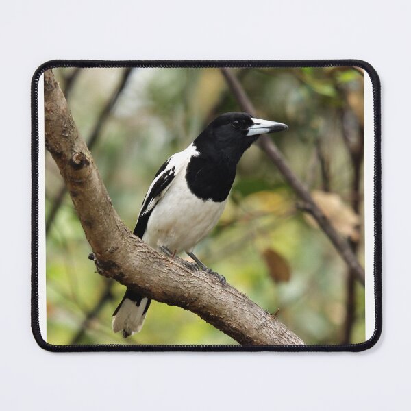 Item preview, Pied Butcherbird designed and sold by Stingray.