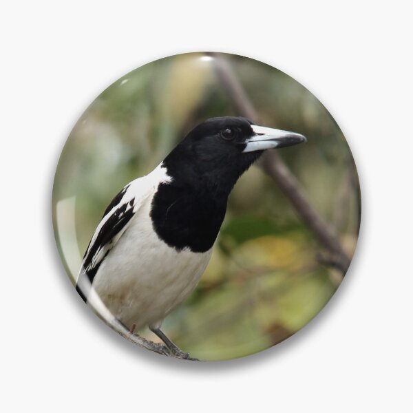 Item preview, Pied Butcherbird designed and sold by Stingray.