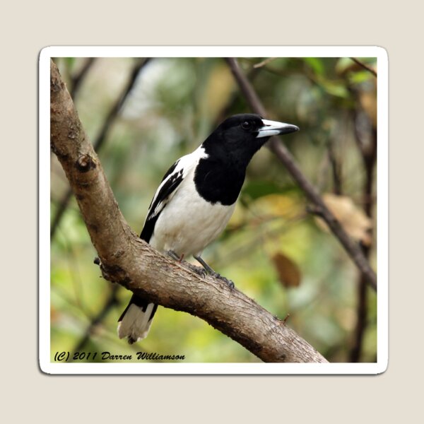 Item preview, Pied Butcherbird designed and sold by Stingray.