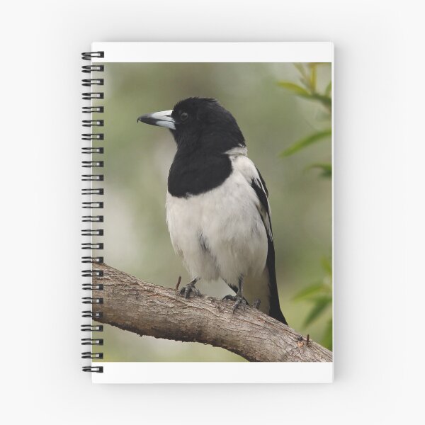 Item preview, Pied Butcherbird designed and sold by Stingray.