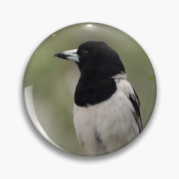 Item preview, Pied Butcherbird designed and sold by Stingray.