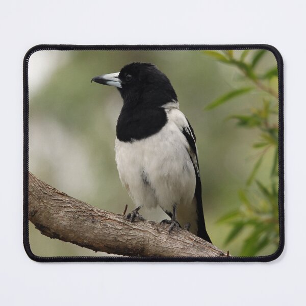Item preview, Pied Butcherbird designed and sold by Stingray.