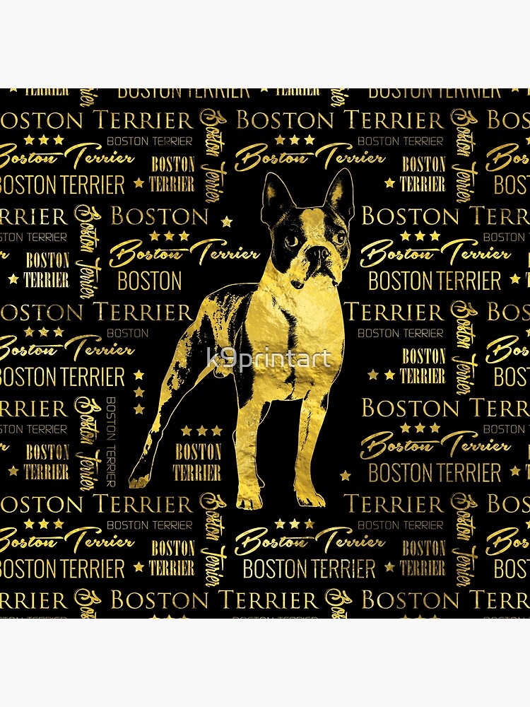 Boston Terrier dog